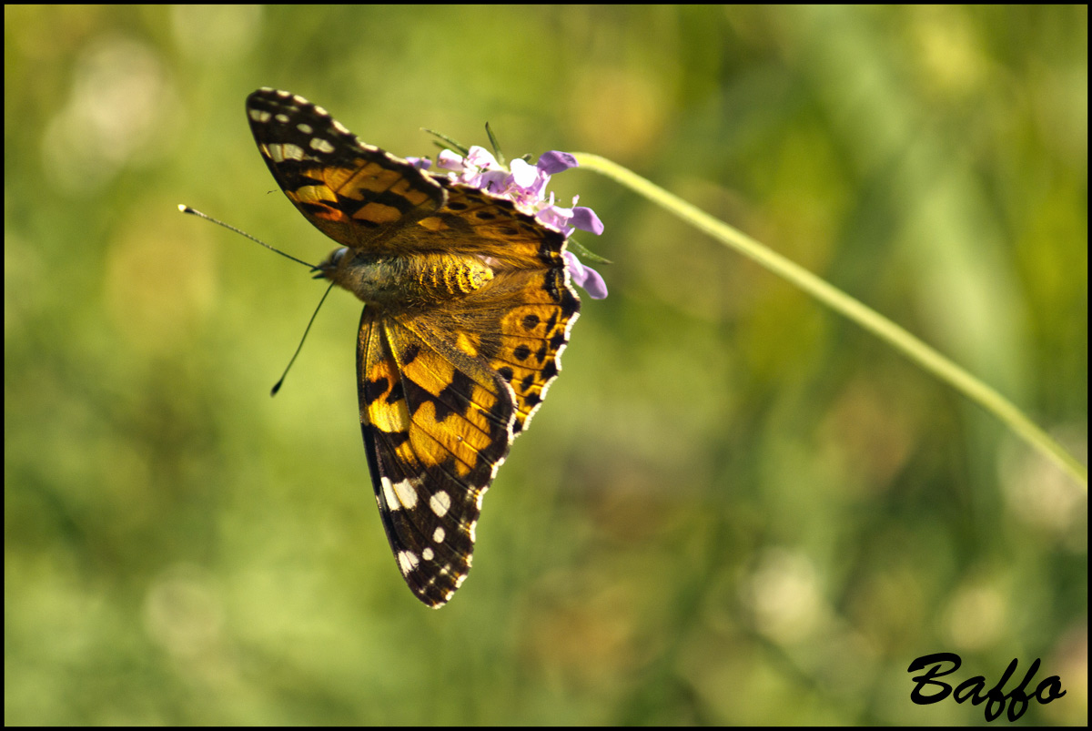 Vanessa cardui?